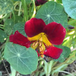Recipes for using nasturtiums in the kitchen